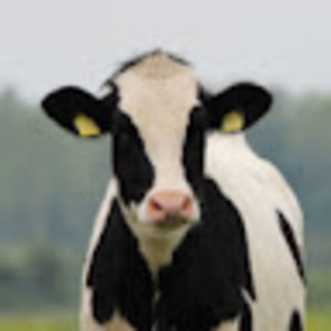 Meet your Posher, Summer